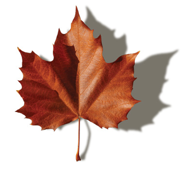 Maple leaf and shadow