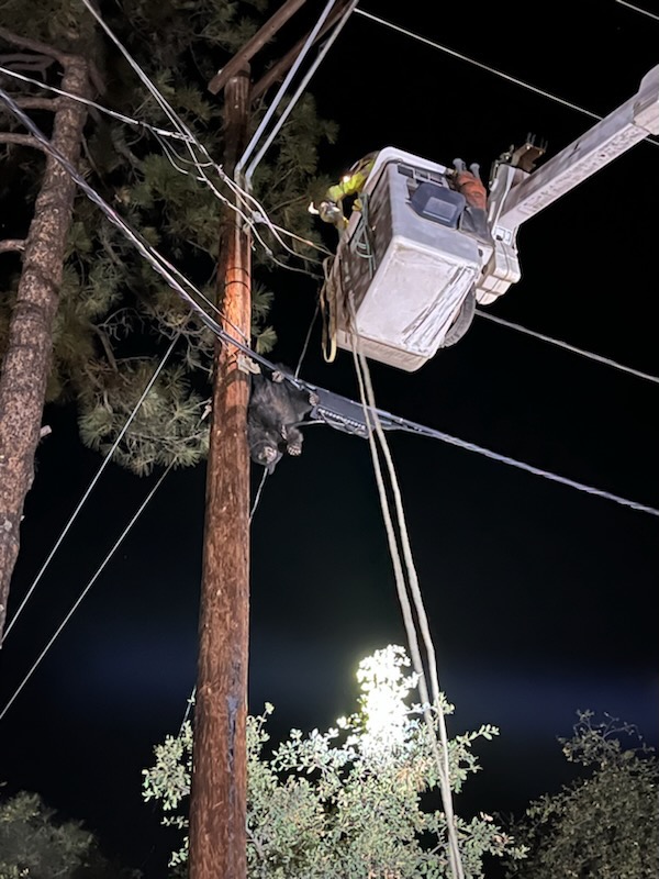 A bear cub is rescued off a power pole