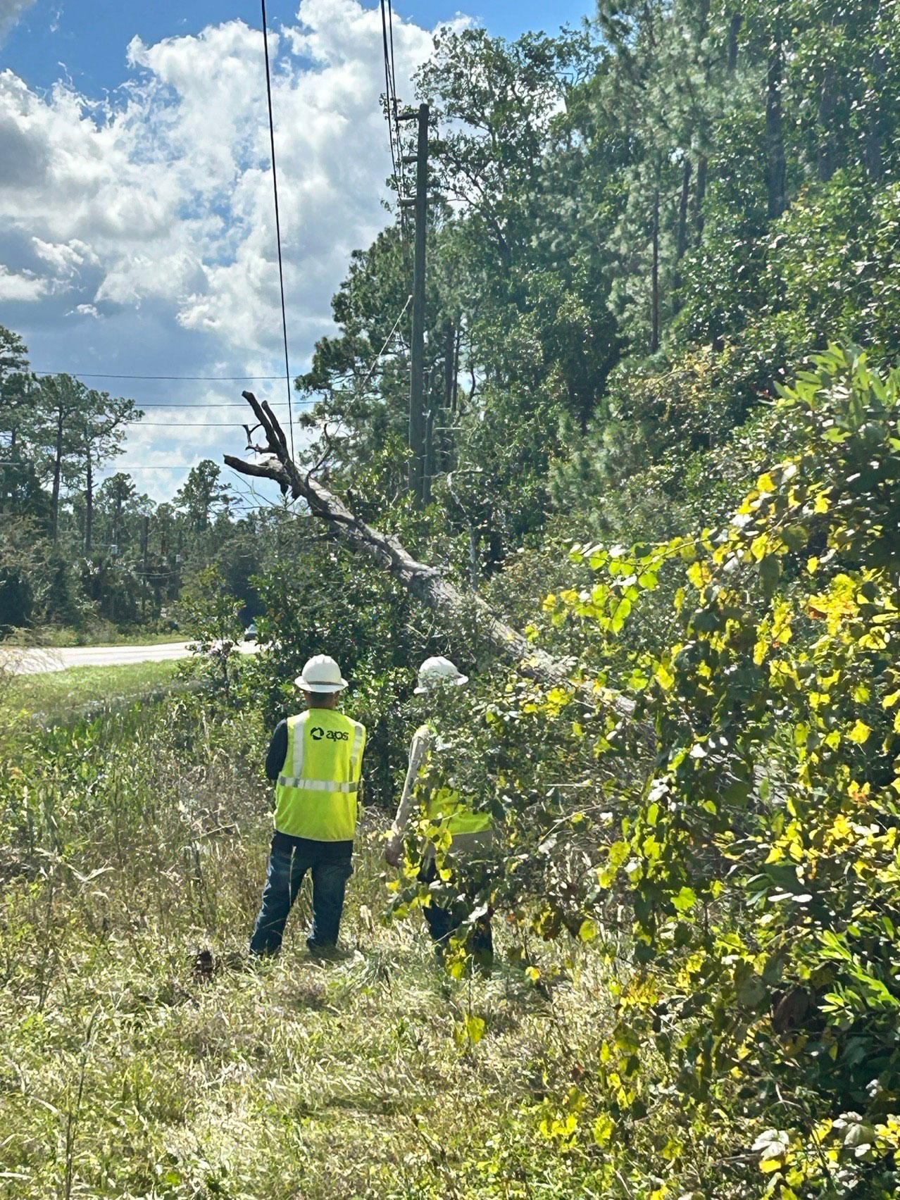 APS crews asses tree damage