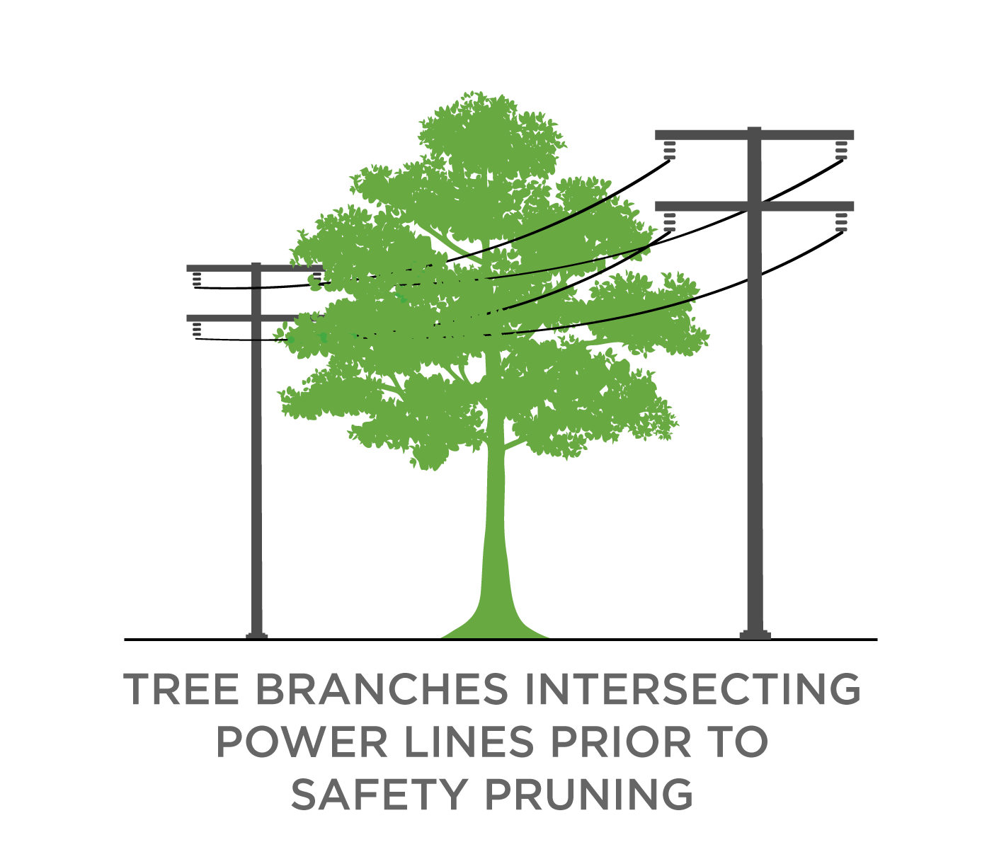 Un gráfico de líneas eléctricas que pasan por las ramas de un árbol, antes de la poda de seguridad.