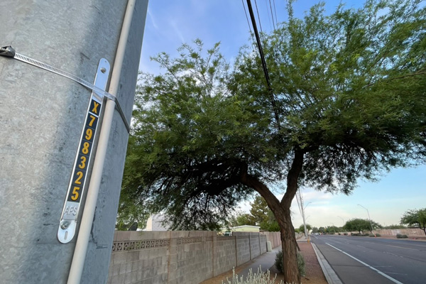 Power lines traveling too close to a tree along a road