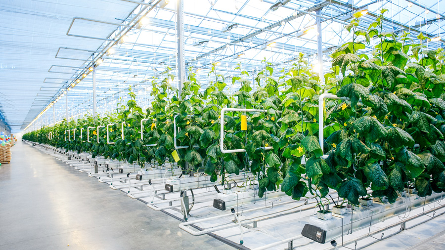 An image of indoor agriculture under lights