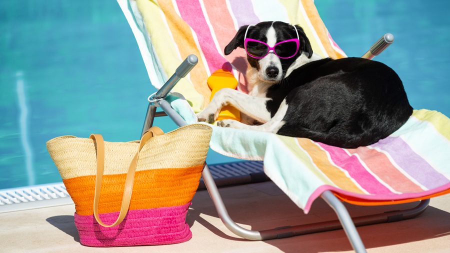 Dog by the pool